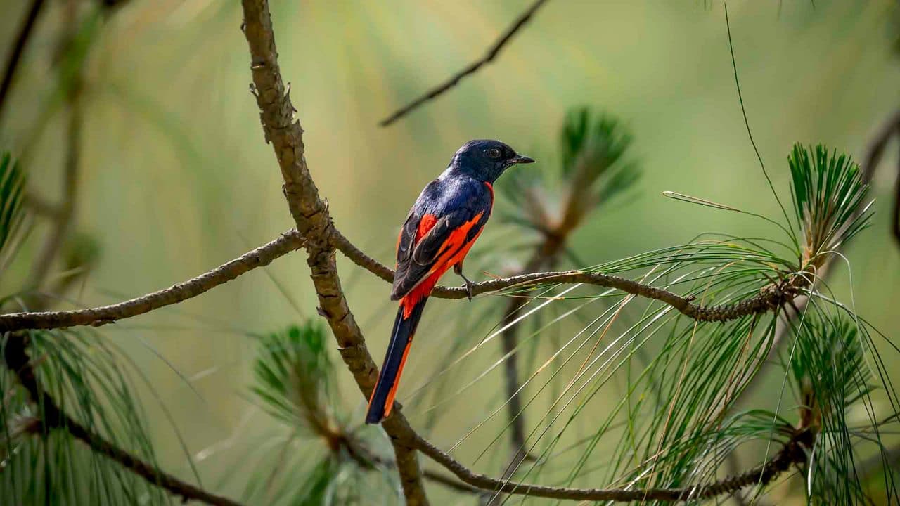 Birdwatching in Binsar Wildlife Sanctuary
