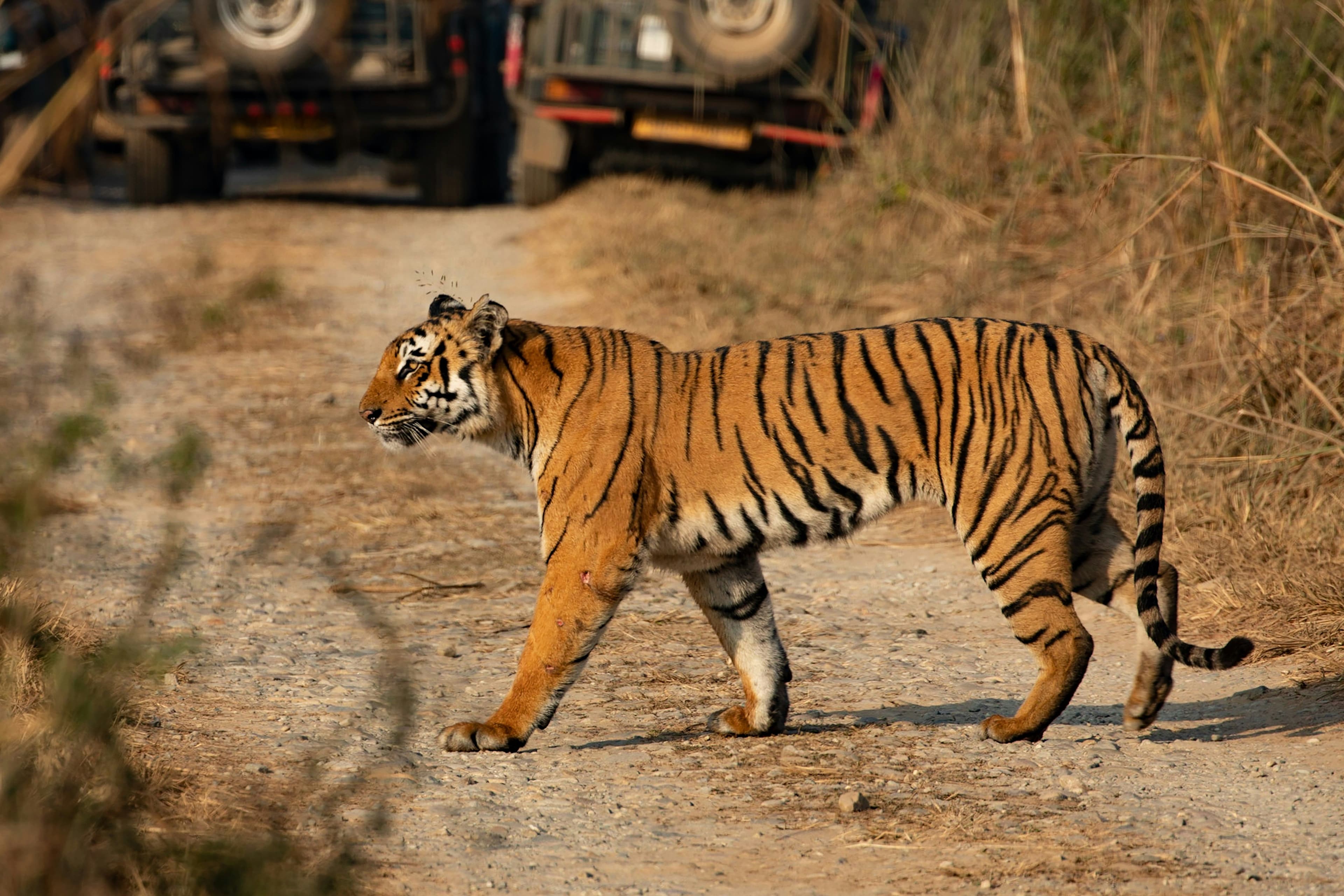 Jim Corbett